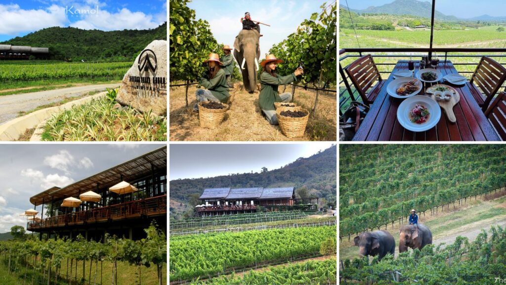 Hua Hin Hills Vineyard